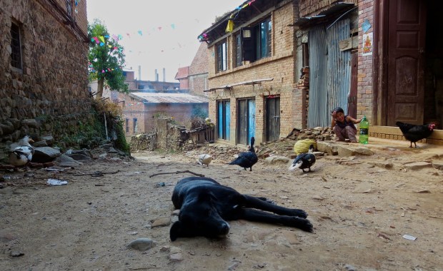 Changu - Dog in road