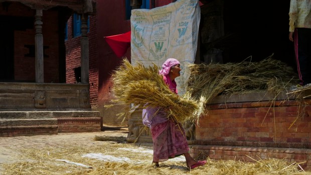 Changu - Harvest in Pink